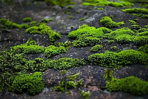 苔藓之美,小生物大世界,安安静静就很好