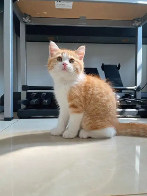 英短橘猫
