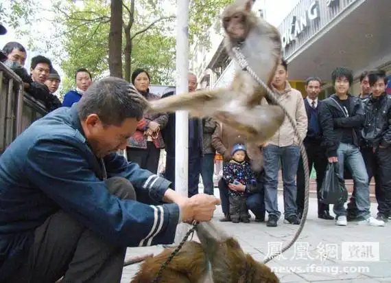 湖北"人猴互虐" 猴子打起"跆拳道"[图集]_幻灯图片_凤凰网