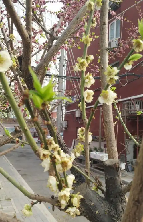 花开花落绿萼梅 2018年春