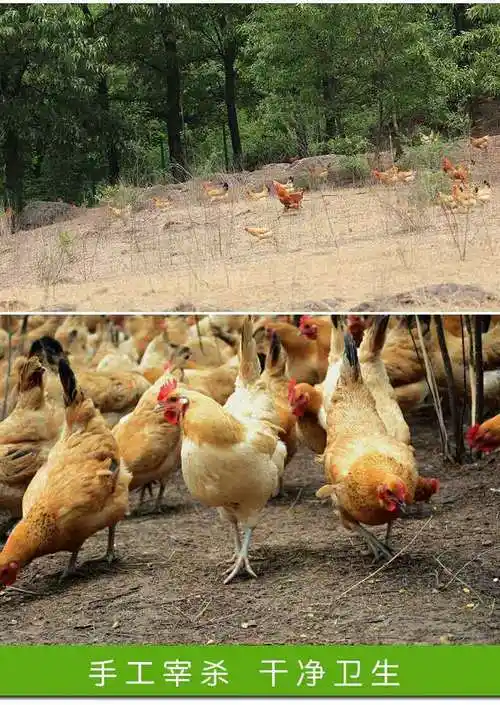 正宗老母鸡散养2年土母鸡土鸡笨鸡现杀草鸡一只3斤以上