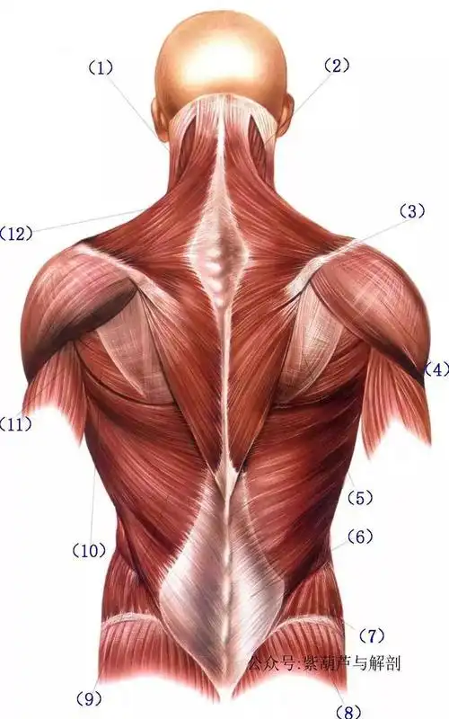 高清大图丨背部肌肉浅中深层解剖