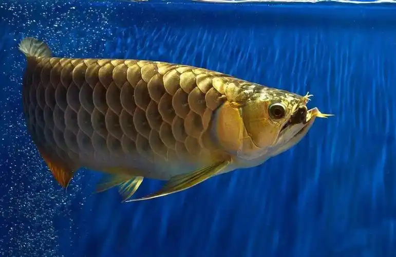 十大最好养的大型观赏鱼