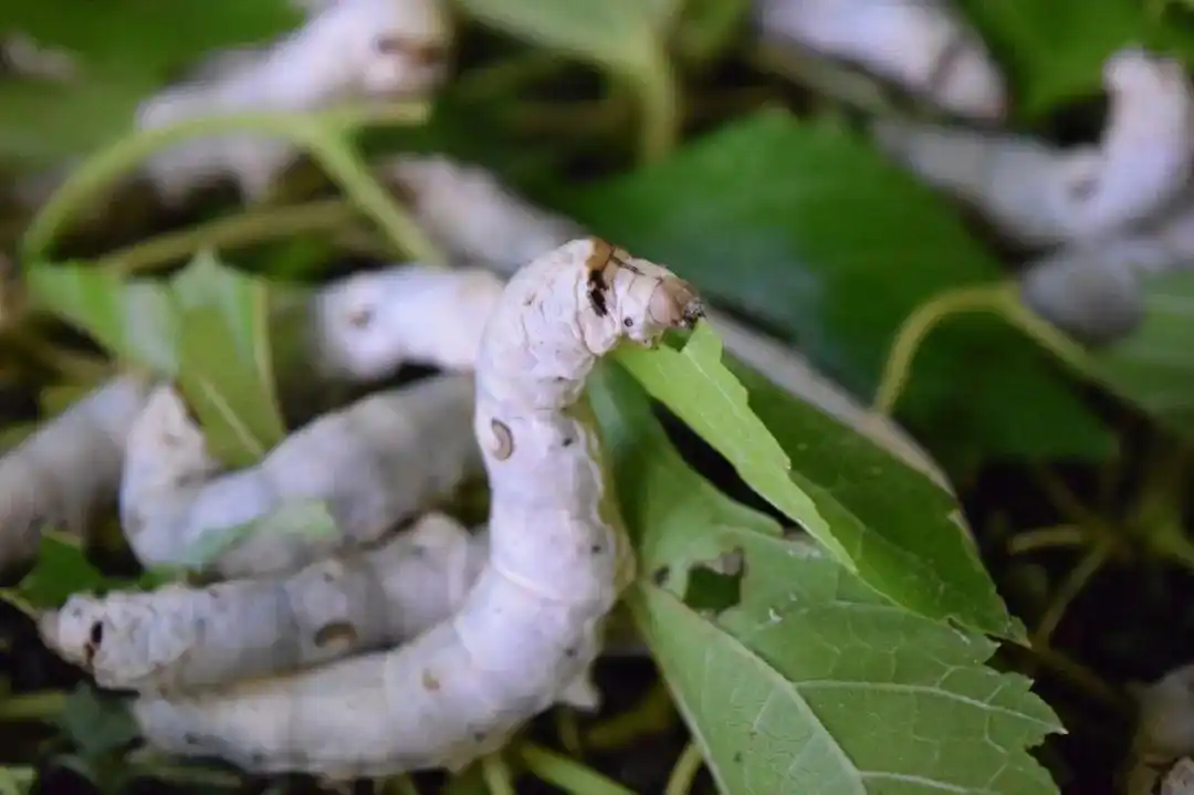 意外导致蚕宝宝暴毙,更多是因为我们养殖的家蚕几乎只能接受一种食物