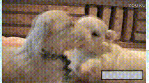 两只小狗亲亲好甜蜜小小萌萌哒gif动图_动态图_表情包下载_soogif