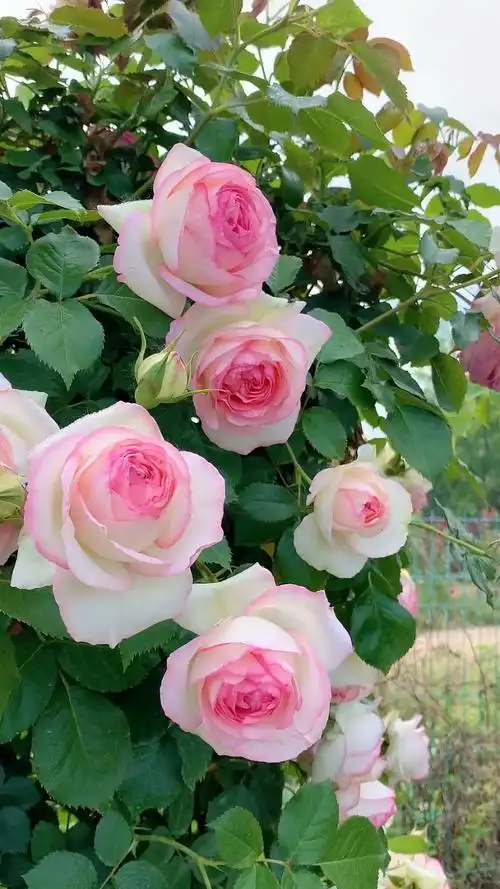 藤本月季粉色龙沙宝石人见人爱的品种