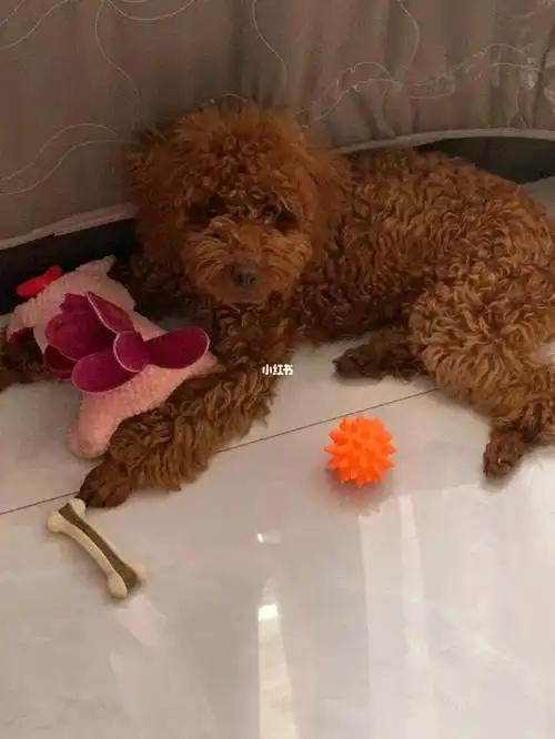 五个月的泰迪狗狗食量算大吗