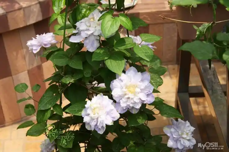 铁线莲 维罗妮卡 瑞贝卡 蓝河等