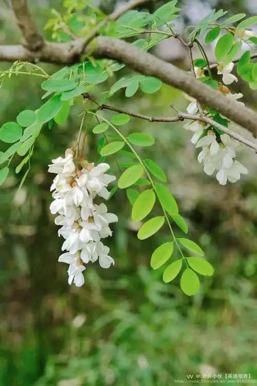 五月槐花开1vv首发