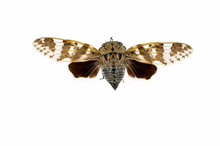 p>蟪蛄(platypleura kaempferi)(汉语拼音:huì gū) 又名"知了",  a