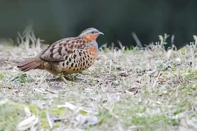 极品音竹鸡野母鸡叫声最牛最好的母竹鸡音频的音乐封面