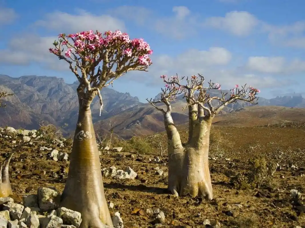 与大陆隔绝1800万年索科特拉沙漠玫瑰 索科特拉(socotra)沙漠玫瑰