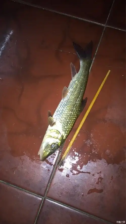 棍子鱼好大个