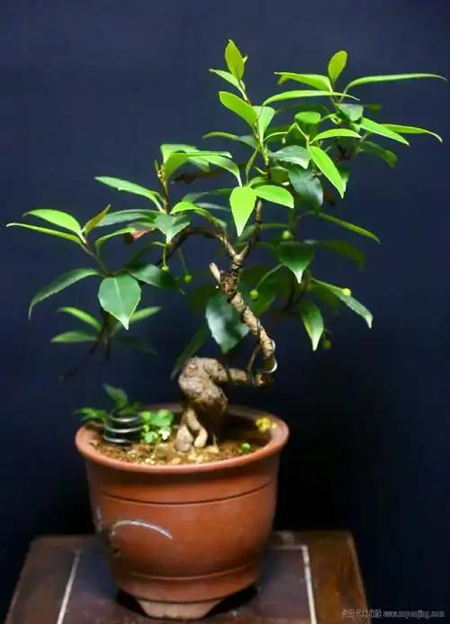 盆景艺术在线-一盆五味子 - powered by discuz!