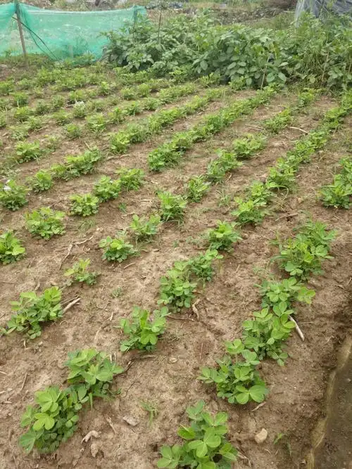 快看,一列列整齐的花生苗长得多漂亮啊