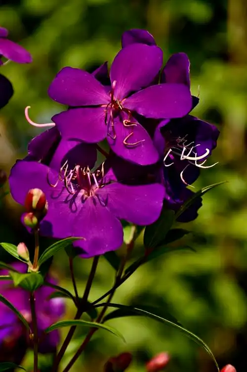 0mm   iso:100器材:nikon corporation nikon d3200巴西野牡丹花语