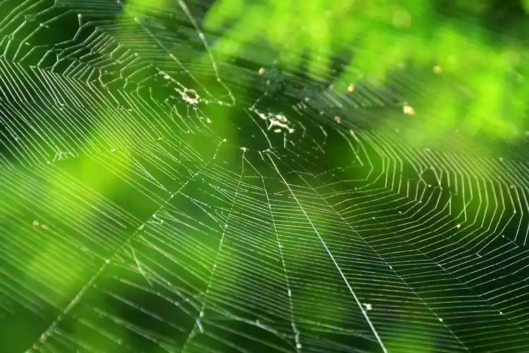 其它 探秘蜘蛛网"集中营" 写美篇  摄影的本质就是记录,既然遇见了