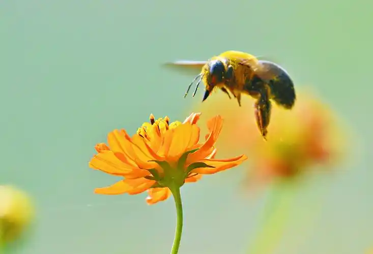首发采花粉的黄胸木蜂下