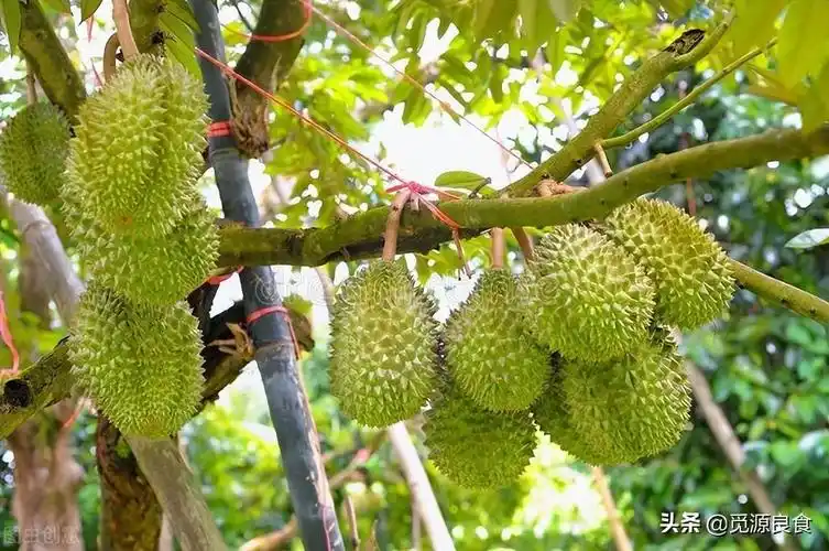 有这么4点原因,导致最后其高昂的价格,分享如下;榴莲是生长在榴莲树上