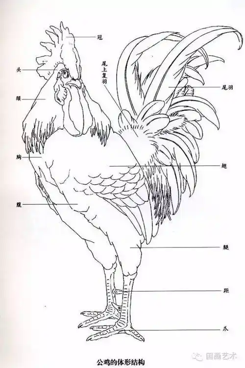 聚焦100幅国画公鸡太美太全了附教程画法