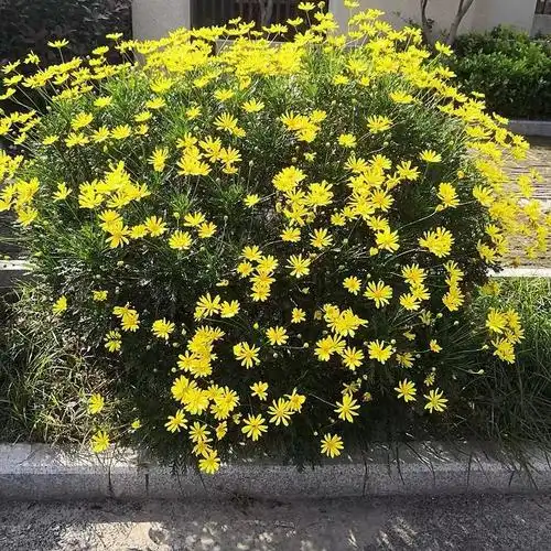 地被菊黄金菊花苗盆栽室外多年生植物地被花园花镜假山花卉耐寒耐热四
