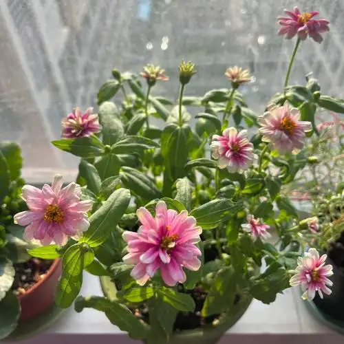 4月播下 6月开花过程漫长但充满期待和惊喜#阳台养花  #百日草  #春播