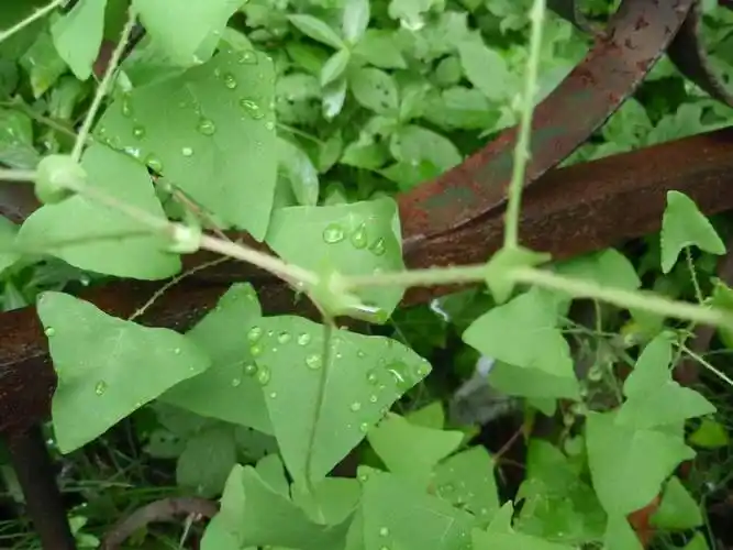原创农村一种全身长刺的植物人称杠板归却可入药你见过吗