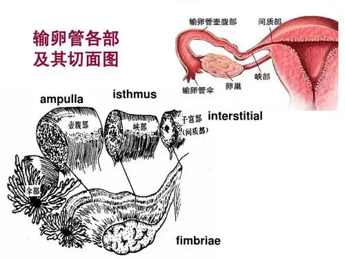 所有分类 医药卫生 临床医学 异位妊娠-中山大学课件ppt 输卵管各部