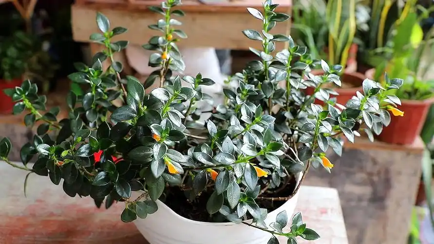 金鱼吊兰怎么养6个视频