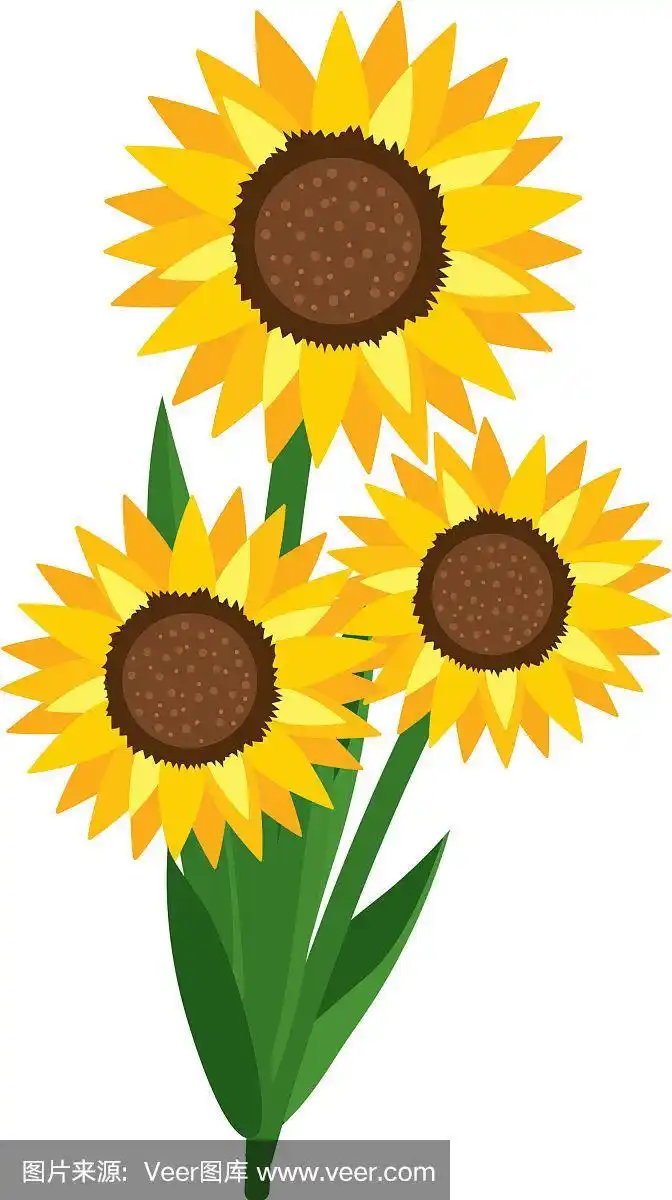 花向日葵卡通