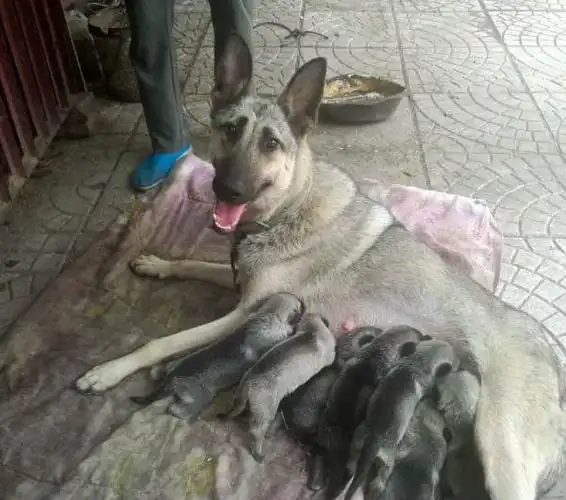 日本狼青幼犬出售
