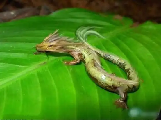 昆仑山古洞惊现真龙 是真是假?