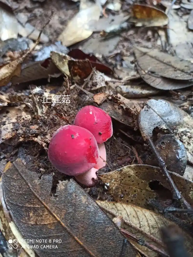 关于上条视频,引起了网友们关于正假红菇的讨论……今天我特地做 - 抖