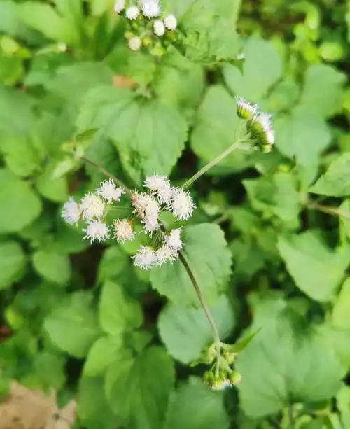 白花臭草(胜红蓟),农村常见的野草,竟是止血良药