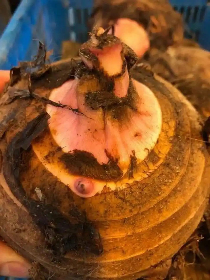 正宗奉化芋艿头是宁波传统名菜,形如球,外表棕黄,顶端粉红色,单个重