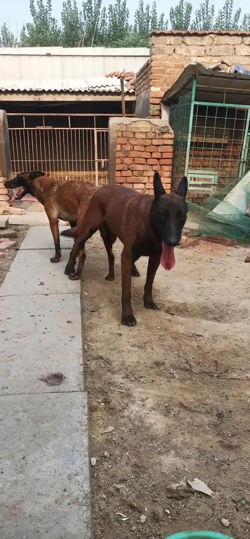 爆红马犬种公对外借配黑脸,黑胸颜色紫红出狗基因稳定