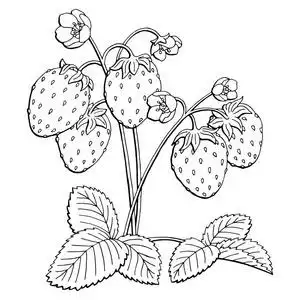 黑布什草莓的图形布什黑白色孤立的素描图矢量照片