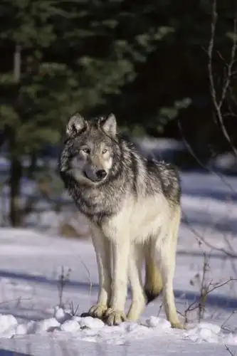 无人,站,竖图,室外,白天,正面,美景,树林,雪,植物,大雪,狼,野生动物