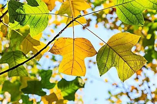 五彩缤纷的马褂树叶和水的倒影在秋天