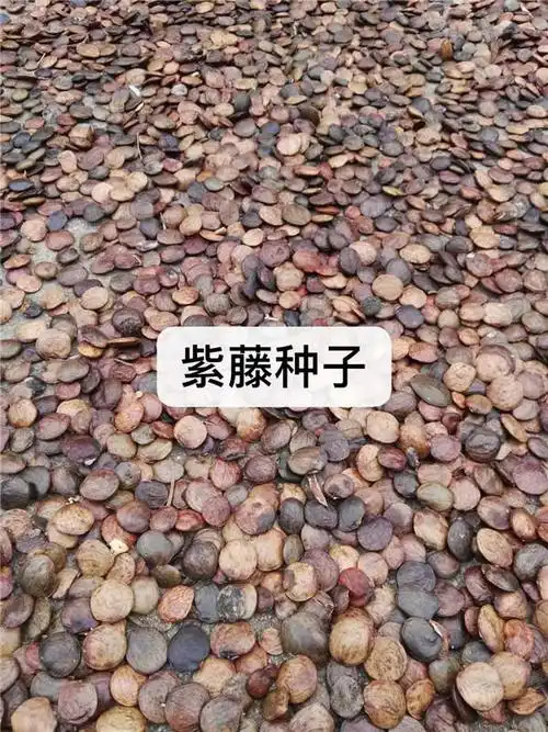 紫藤种子哪家便宜-紫藤种子- 无锡芳东(查看)