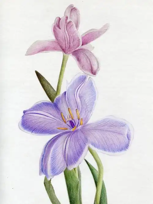 彩铅手绘郁金香