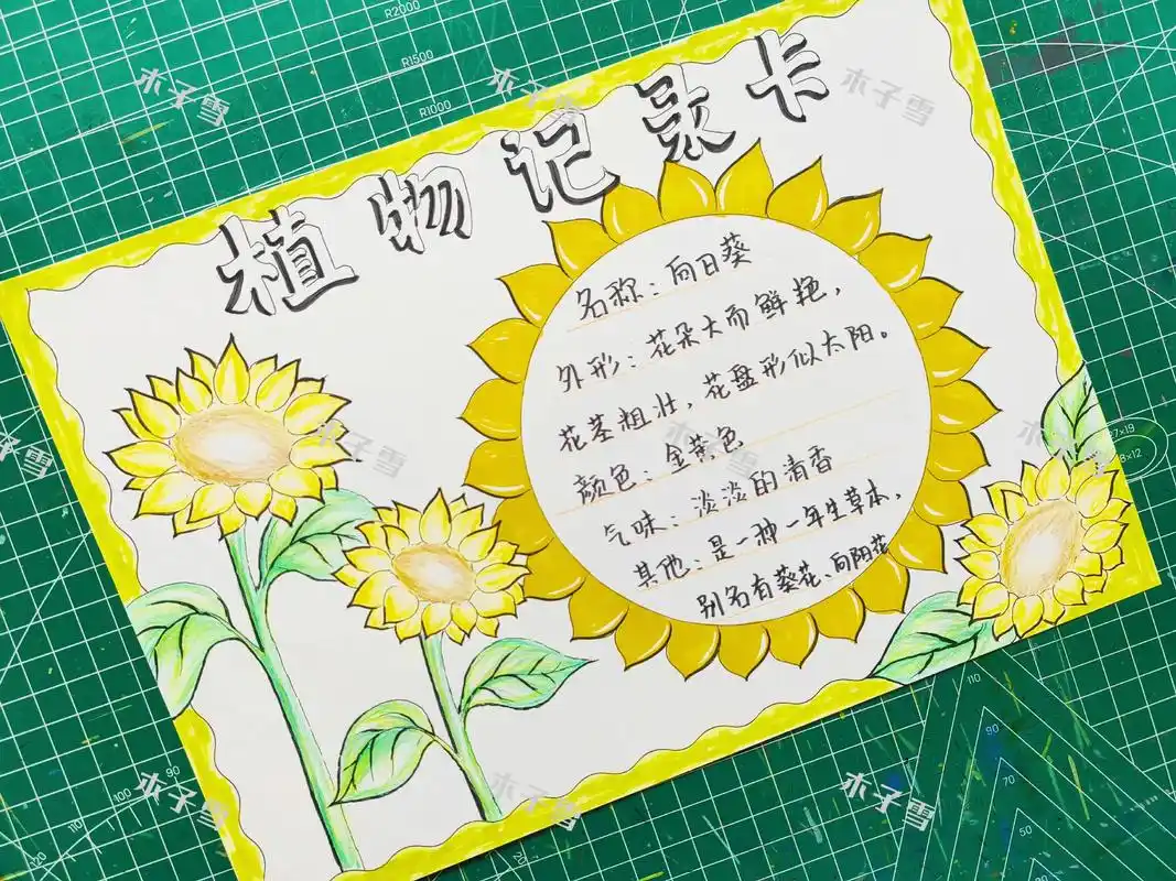 手抄报 #植物观察手抄报 #向日葵植物记