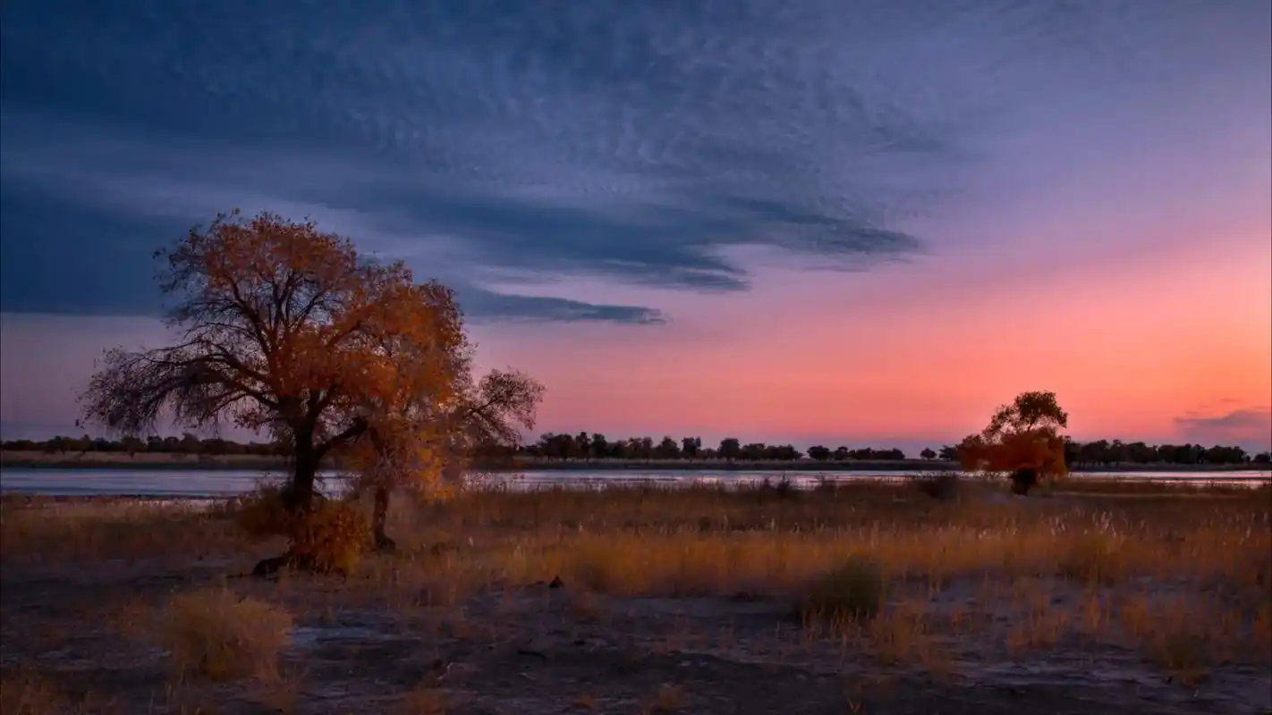 沙漠胡杨.落日余晖映晚霞一抹夕阳美如画 - 抖音