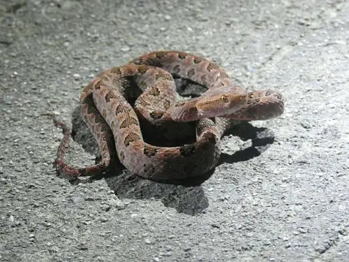 这就是原予头蝮.它的头是三角形的,脖子和身体都细细的,全身呈红色.