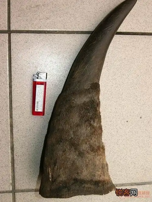 犀牛角的特征 犀牛角如何研磨,犀牛角切面