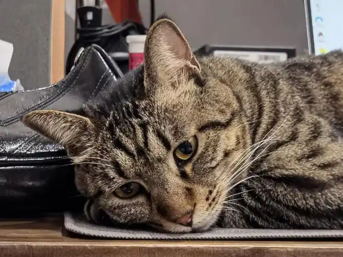 挑战全网最不开心脸小猫咪