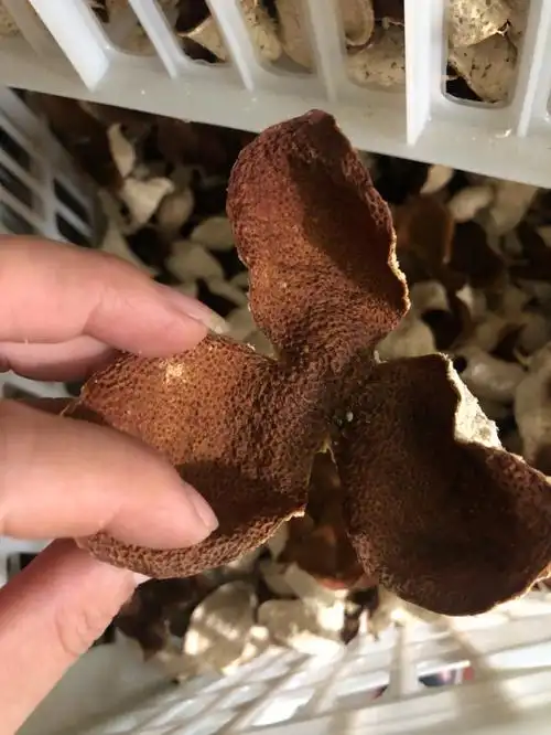 2022大红陈皮很快了先来几张2021年大红皮