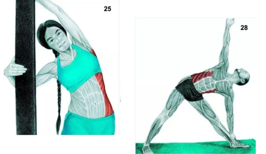 所以如果你有参与侧边腹肌的锻炼,记得运动完左右拉伸一下