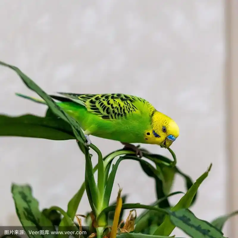 一只绿色的虎皮鹦鹉正坐在一棵绿色的植物上.家禽手工宠物.