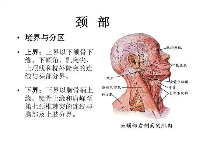 五年制局部解剖学课件 微生物学课件 胸部局部解剖学 最全人体解剖图
